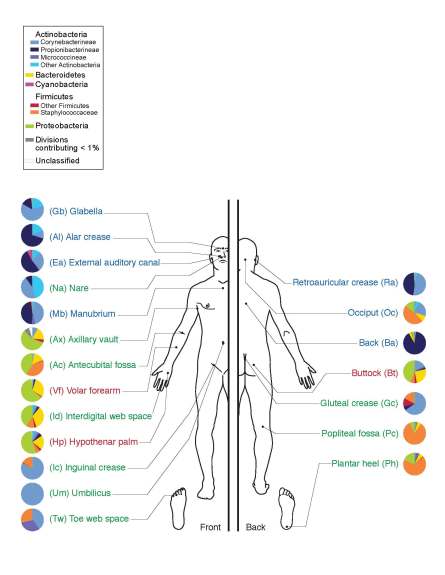 Microbiome of Human Skin